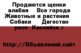 Продаются щенки алабая  - Все города Животные и растения » Собаки   . Дагестан респ.,Каспийск г.